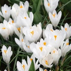 33 Čebulice krokusov Crocus Jeanne d'Arc bele CEB11 50 kosov