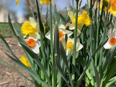 33 Čebulice narcis, botanična mešanica barv narcis, 50 kosov