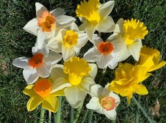 33 Čebulice narcis, botanična mešanica barv narcis, 50 kosov