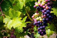 33 Organsko-mineralno gnojilo SUM86 NATURCOMPLET-G naravni granulat