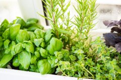 33 Aromatična mešanica kuhinjskih zelišč, bazilika, timijan in druga semena, Z7172 1 g