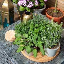 33 Aromatična mešanica kuhinjskih zelišč, bazilika, timijan in druga semena, Z7172 1 g