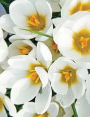 33 Čebulice krokusov Crocus Jeanne d'Arc bele CEB11 50 kosov