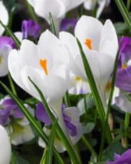 33 Čebulice krokusov Crocus Jeanne d'Arc bele CEB11 50 kosov