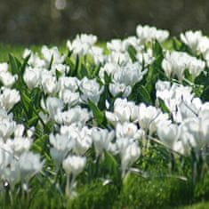 33 Čebulice krokusov Crocus Jeanne d'Arc bele CEB11 50 kosov