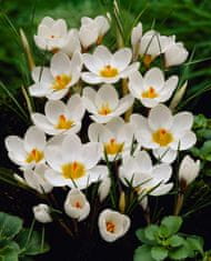 33 Čebulice krokusov Crocus Jeanne d'Arc bele CEB11 50 kosov