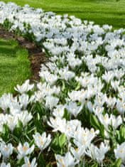 33 Čebulice krokusov Crocus Jeanne d'Arc bele CEB11 50 kosov