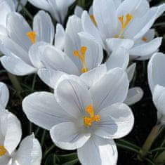 33 Čebulice krokusov Crocus Jeanne d'Arc bele CEB11 50 kosov