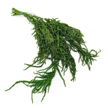Stabiliziran amarant - Amarant - Zelen