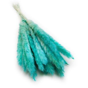Mini pampas trava - azurna