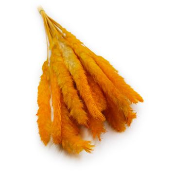 Mini pampas trava - oranžna