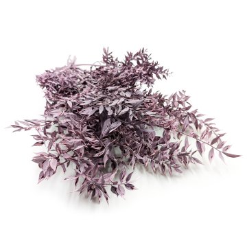Stabiliziran Ruscus - (Ruscus) - Vijolična mat