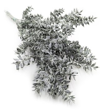 Stabiliziran Ruscus - (Ruscus) - mat zelen