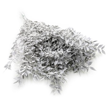 Stabiliziran Ruscus - (Ruscus) - Beljen mat
