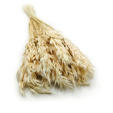 Posušen oves - (Avena sativa) - Beljen