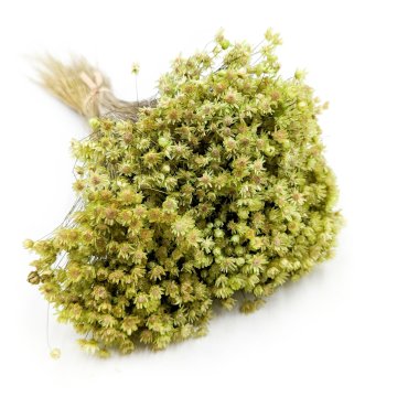 Posušena gliksija - (Glycine Marcela) - zelena