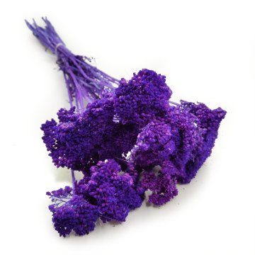 Posušen rman - (Achillea) - vijoličen
