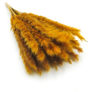 Mini pampas trava - gorčica