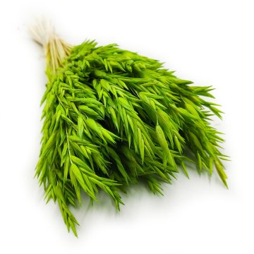 Sušen oves - Celadon Green