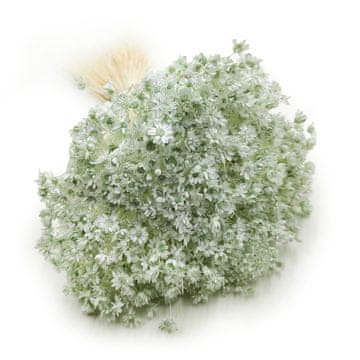 Posušena gliksija - (Glycine Comanthera) - meta