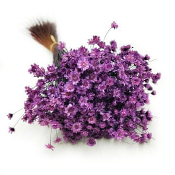 Posušena gliksija - (Glycine comanthera) - sivka