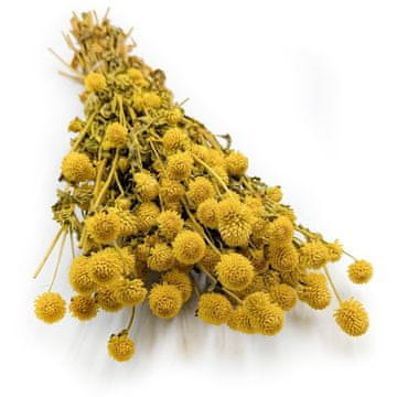 Posušena Gomphrena Globulus - (kroglasta večnolistna) - rumena