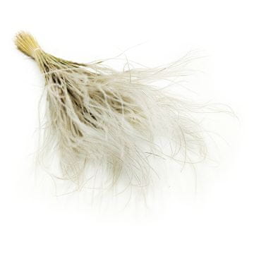 Posušena stipa - Stipa pennata - naravna
