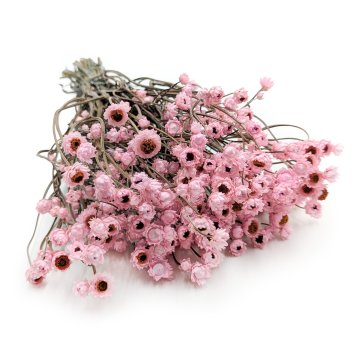 Posušena zlata piska (Ammobium alatum) - svetlo roza - PREMIUM