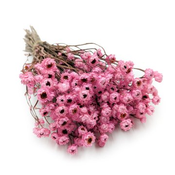 Posušena zlata piska, večnolistna - (Ammobium alatum) - roza - PREMIUM
