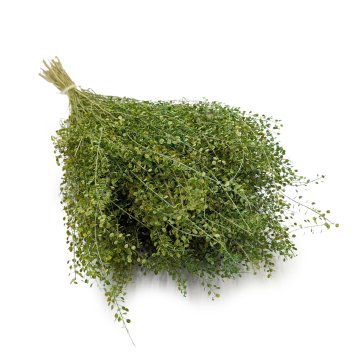 Lepidium (Lepidium sativum) - zelen
