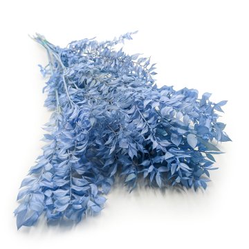 Stabiliziran Ruscus - (Ruscus) - Jekleno moder