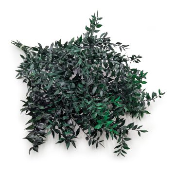 Stabiliziran Ruscus - (Ruscus) - Zelen