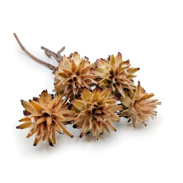 Posušeni plumosum - (Leucospermum plumosum) - krema - 5 kosov