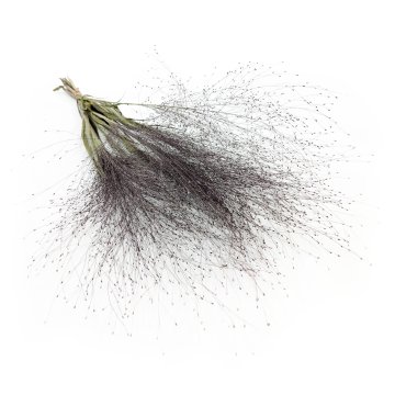 Svinčnik (Panicum virgatum) - Naravna