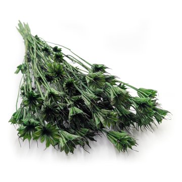 Orientalska črna kumina - (Nigella Orientalis) - steklenico zelena