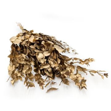 Stabiliziran evkaliptus - Cinerea - Zlati