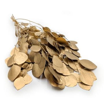 Stabiliziran evkaliptus - Populus - Golden