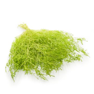 Posušena širokolistna morska sivka - Limonium Latifolium - barvana - svetlo zelena