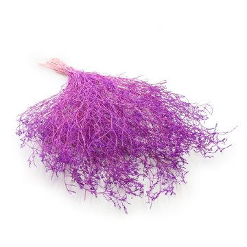 Posušena širokolistna morska sivka - Limonium Latifolium - barvana - Lila