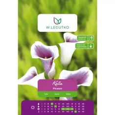 SEMENA LEGUTKO KALLA/ZANTEDESCHIA/PICASSO/WHITE 1KOS