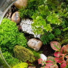 BIO Naravna gozdna blazina iz mahu v kozarcu 100 g