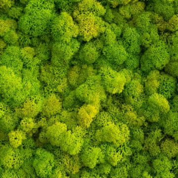 BIO Dekorativna naravna aranžma iz severnega jelenovega mahu 25 g