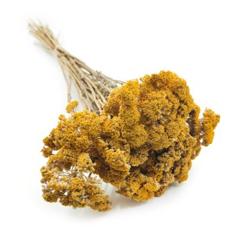 Posušen rman - (Achillea) - rumen