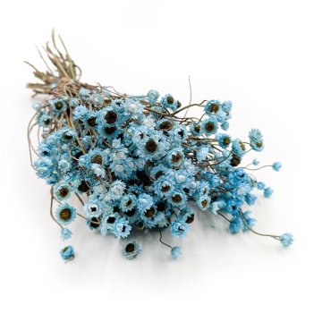 Posušena zlata piska, večnolistna - (Ammobium alatum) - Azurna - PREMIUM