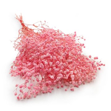 Stabilizirana gipsofila - (gipsofila) - kraljevski šopek - svetlo roza