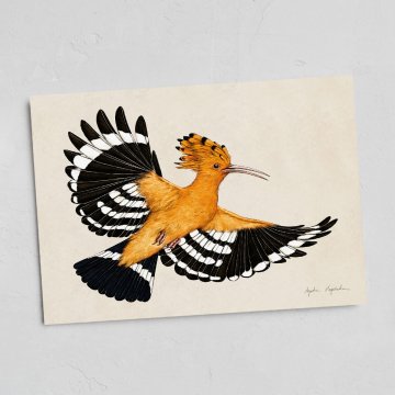 Kartica z letečim hoopoejem 13x18