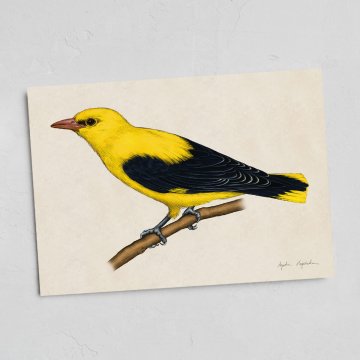 Kartica Oriole 13x18
