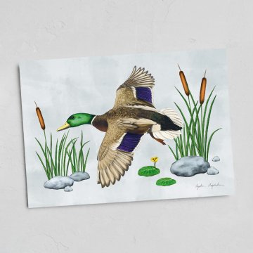 Kartica z letečo raco mlakarico 13x18