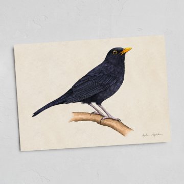 Kartica Blackbird 13x18