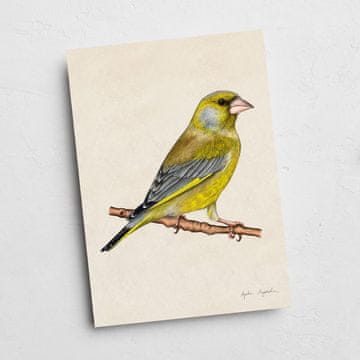 Kartica Greenfinch 13x18